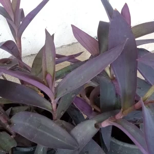 7 Rooted Purple Heart Tradescantia Pallida Live Plant Cuttings - Indoor/Outdoor - Image 5