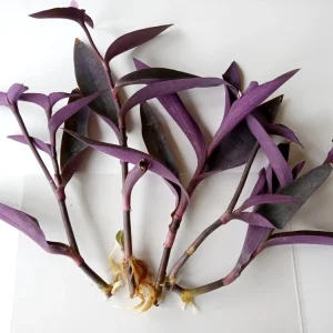 7 Rooted Purple Heart Tradescantia Pallida Live Plant Cuttings - Indoor/Outdoor - Image 6