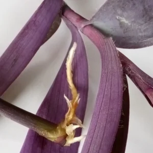 7 Rooted Purple Heart Tradescantia Pallida Live Plant Cuttings - Indoor/Outdoor - Image 7