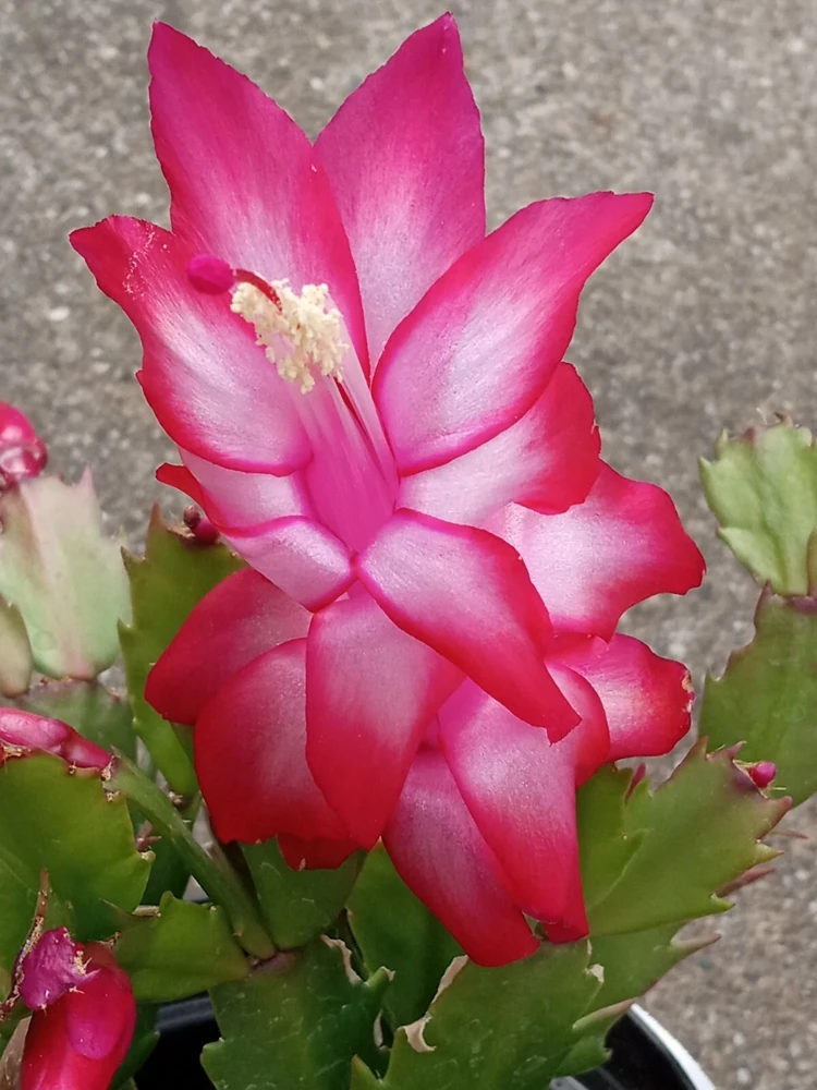 7 Rooted Thanksgiving Cactus Leaf Cuttings - Variety Mix - Live Plants Indoor/Outdoor - Image 10