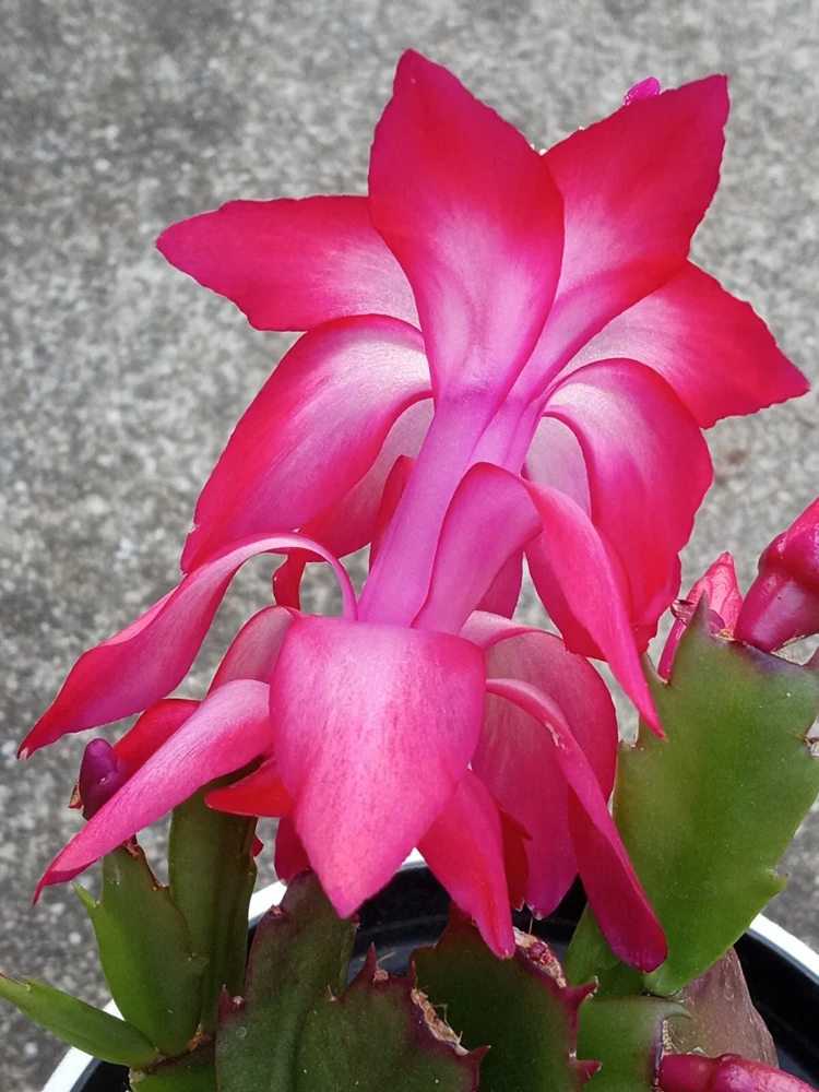 7 Rooted Thanksgiving Cactus Leaf Cuttings - Variety Mix - Live Plants Indoor/Outdoor - Image 11