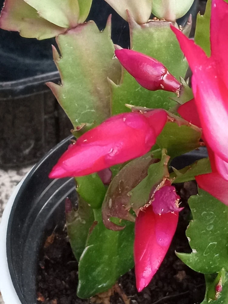 7 Rooted Thanksgiving Cactus Leaf Cuttings - Variety Mix - Live Plants Indoor/Outdoor - Image 12