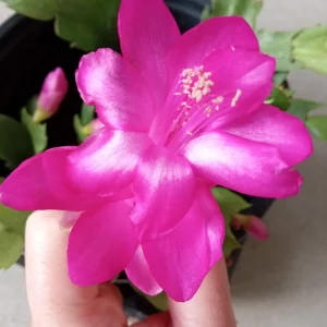 7 Rooted Thanksgiving Cactus Leaf Cuttings - Variety Mix - Live Plants Indoor/Outdoor - Image 13