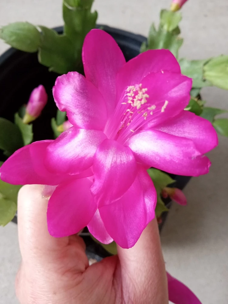 7 Rooted Thanksgiving Cactus Leaf Cuttings - Variety Mix - Live Plants Indoor/Outdoor - Image 13