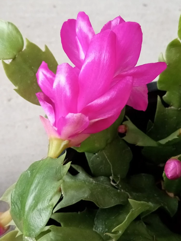 7 Rooted Thanksgiving Cactus Leaf Cuttings - Variety Mix - Live Plants Indoor/Outdoor - Image 14