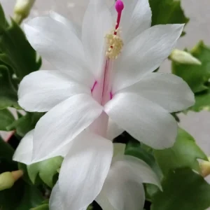 7 Rooted Thanksgiving Cactus Leaf Cuttings - Variety Mix - Live Plants Indoor/Outdoor - Image 17