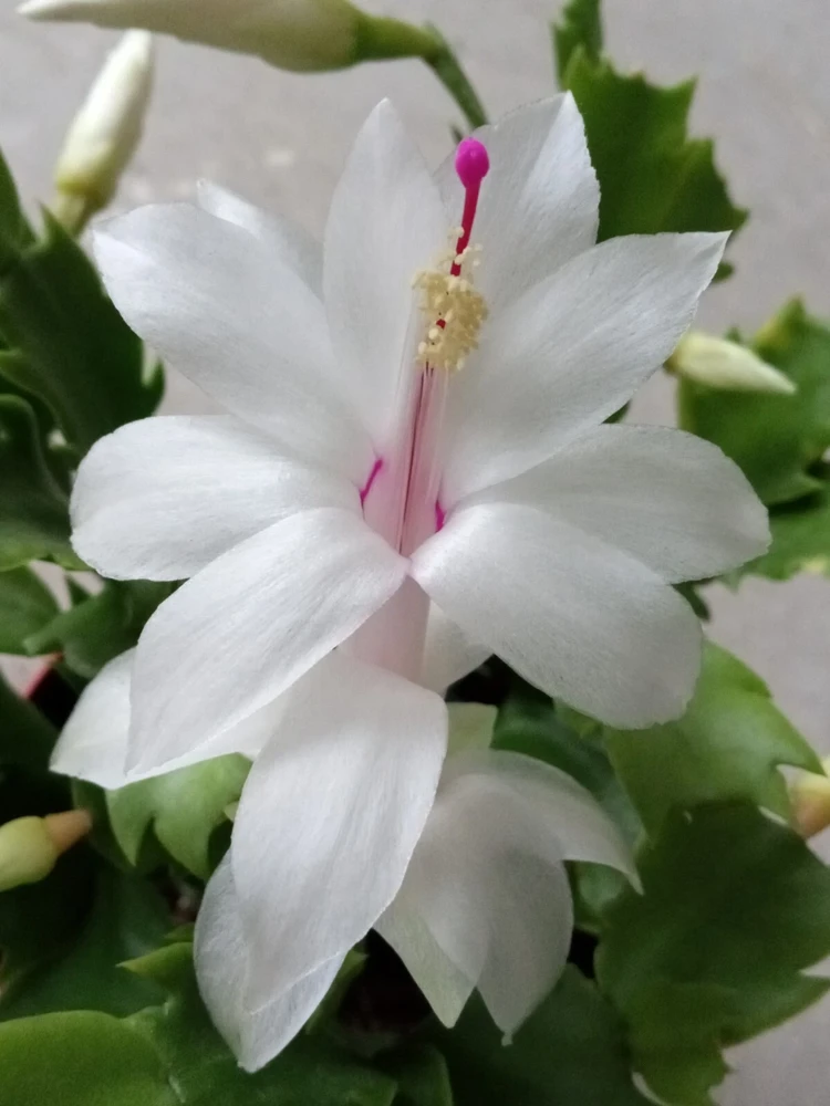 7 Rooted Thanksgiving Cactus Leaf Cuttings - Variety Mix - Live Plants Indoor/Outdoor - Image 17