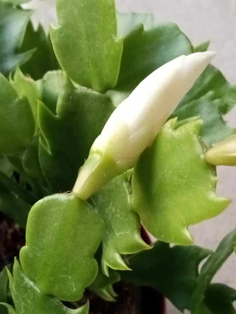 7 Rooted Thanksgiving Cactus Leaf Cuttings - Variety Mix - Live Plants Indoor/Outdoor - Image 18