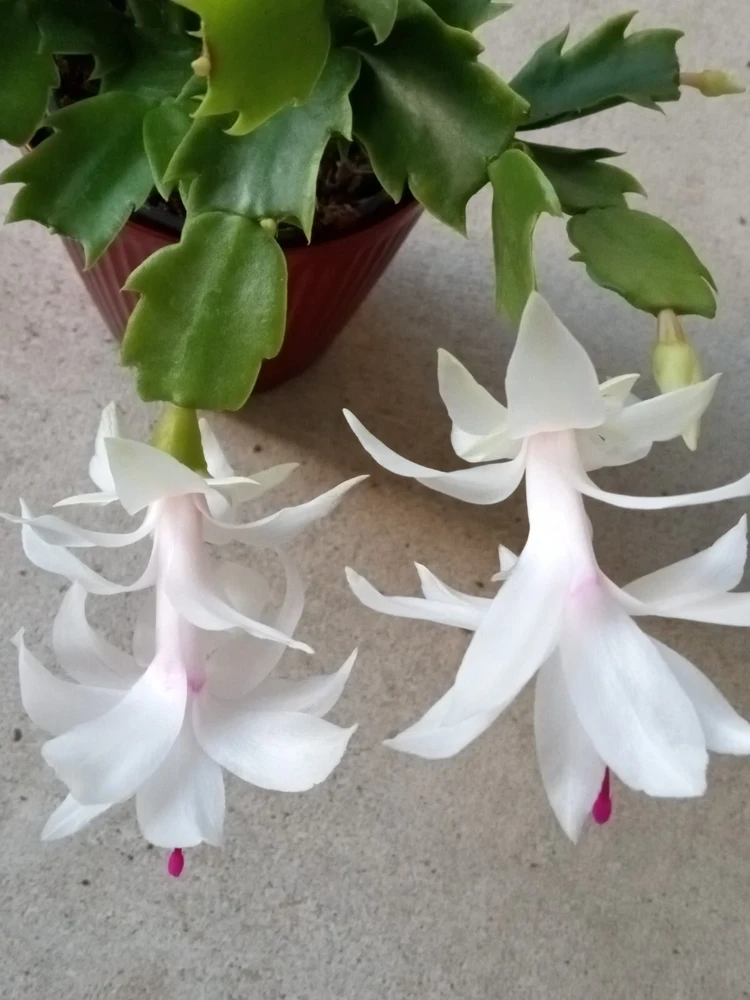 7 Rooted Thanksgiving Cactus Leaf Cuttings - Variety Mix - Live Plants Indoor/Outdoor - Image 19