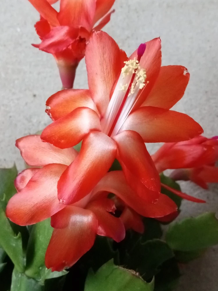 7 Rooted Thanksgiving Cactus Leaf Cuttings - Variety Mix - Live Plants Indoor/Outdoor - Image 2