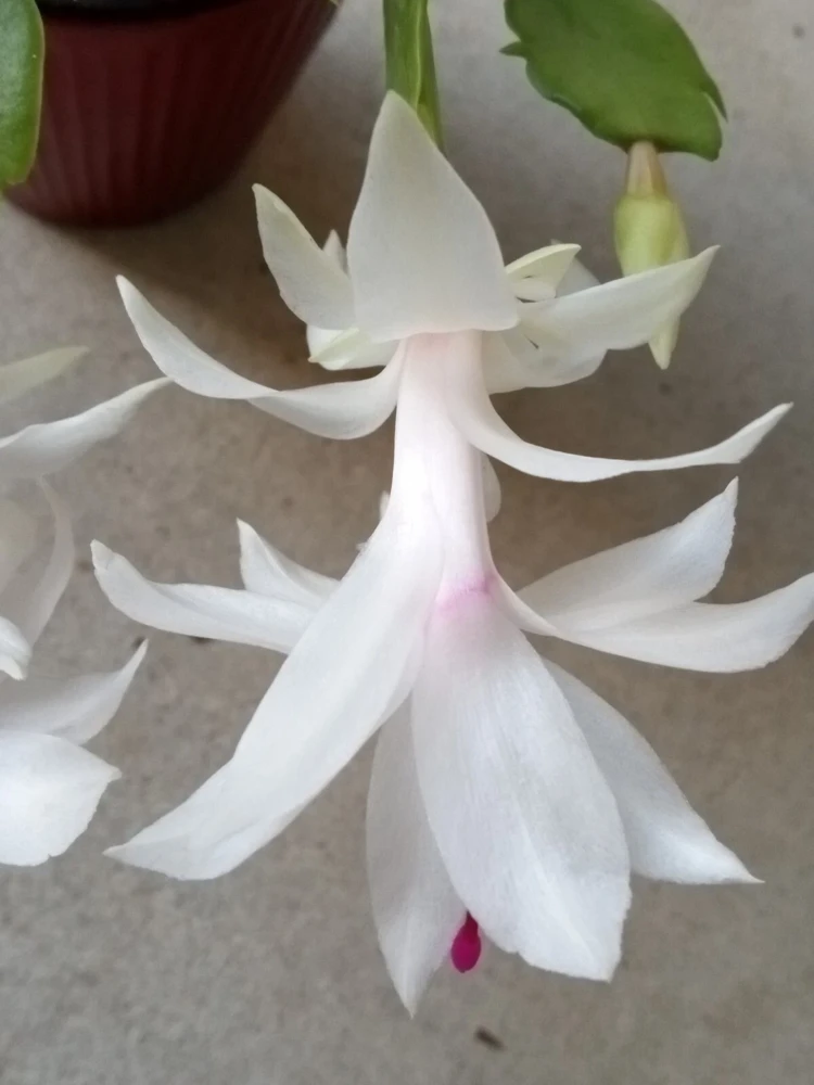 7 Rooted Thanksgiving Cactus Leaf Cuttings - Variety Mix - Live Plants Indoor/Outdoor - Image 20