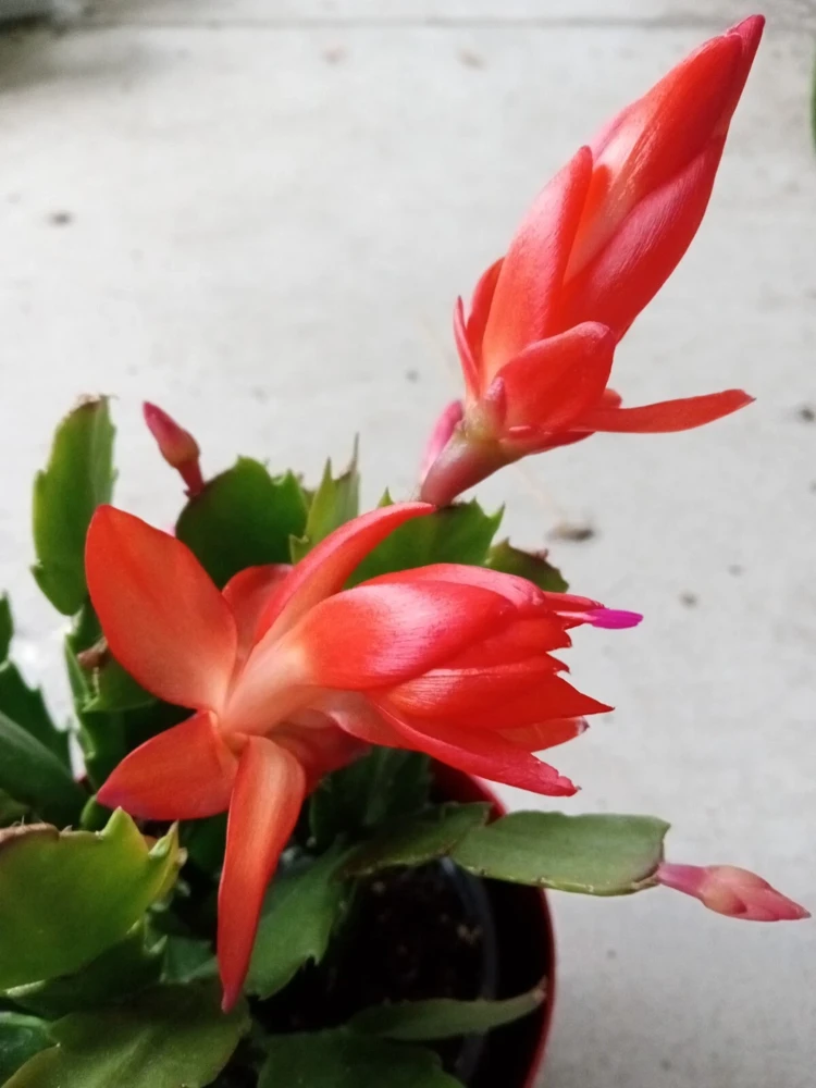 7 Rooted Thanksgiving Cactus Leaf Cuttings - Variety Mix - Live Plants Indoor/Outdoor - Image 3