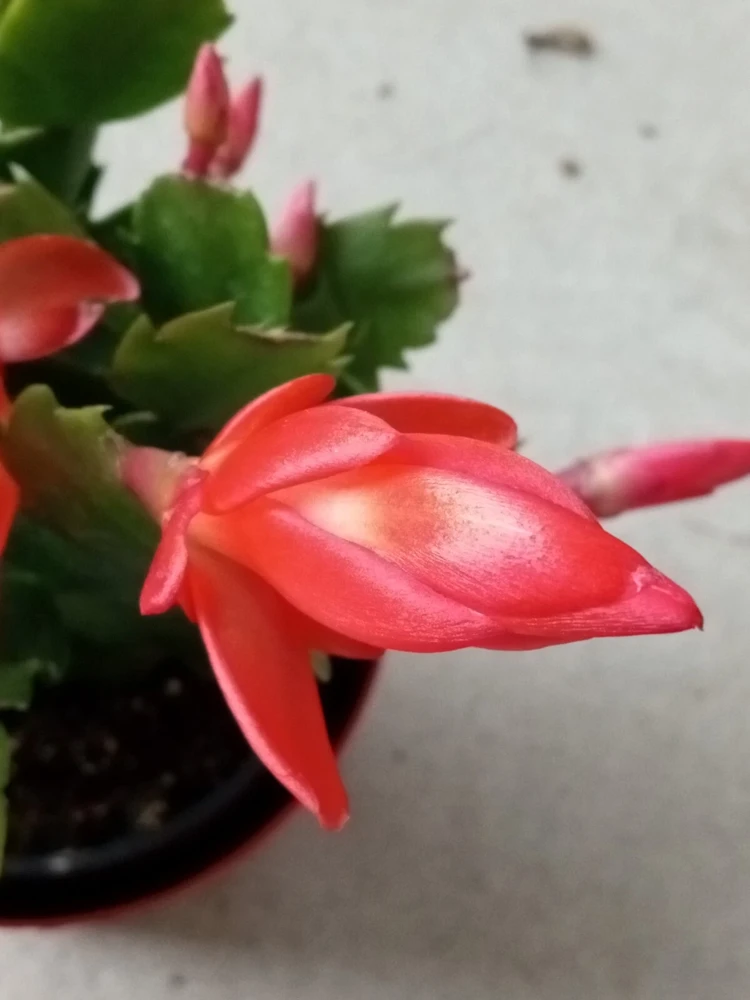 7 Rooted Thanksgiving Cactus Leaf Cuttings - Variety Mix - Live Plants Indoor/Outdoor - Image 4