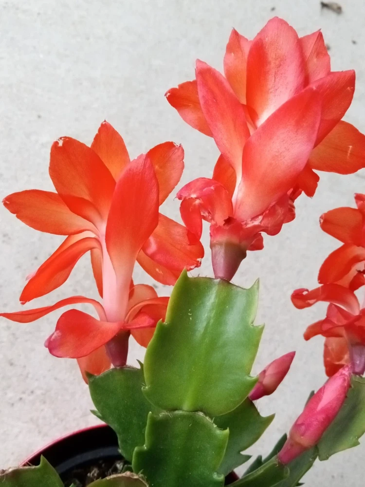 7 Rooted Thanksgiving Cactus Leaf Cuttings - Variety Mix - Live Plants Indoor/Outdoor - Image 1