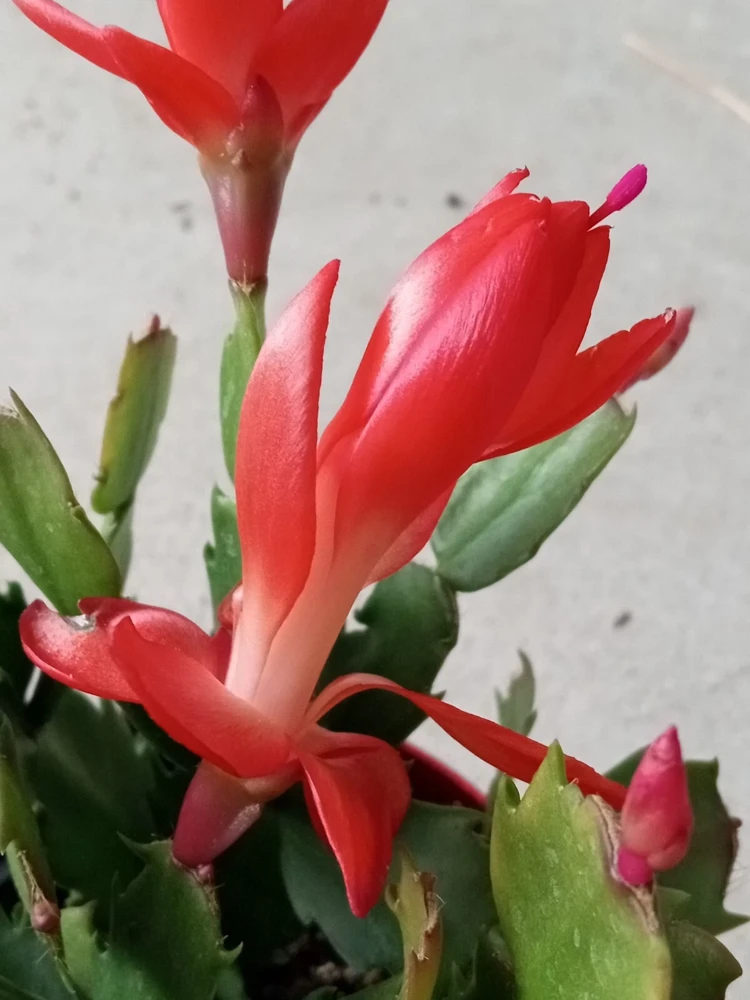 7 Rooted Thanksgiving Cactus Leaf Cuttings - Variety Mix - Live Plants Indoor/Outdoor - Image 5