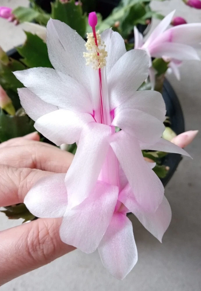 7 Rooted Thanksgiving Cactus Leaf Cuttings - Variety Mix - Live Plants Indoor/Outdoor - Image 6