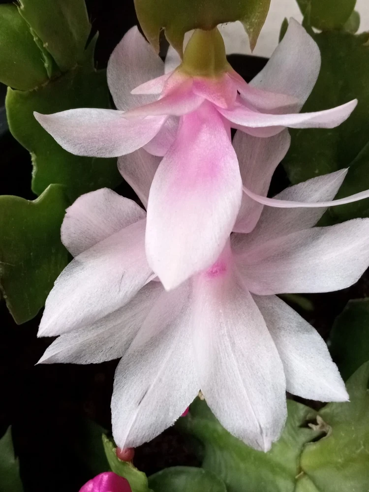 7 Rooted Thanksgiving Cactus Leaf Cuttings - Variety Mix - Live Plants Indoor/Outdoor - Image 7