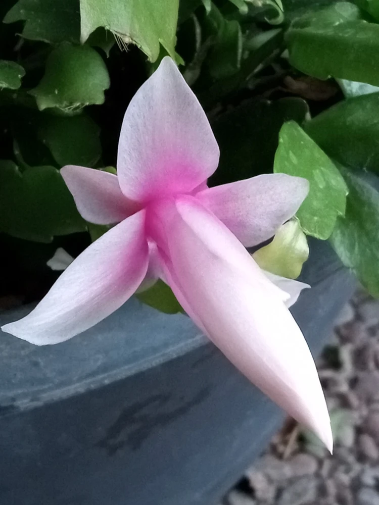 7 Rooted Thanksgiving Cactus Leaf Cuttings - Variety Mix - Live Plants Indoor/Outdoor - Image 8