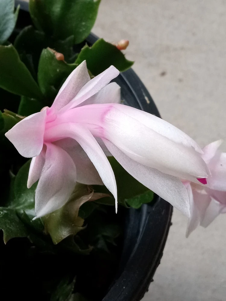 7 Rooted Thanksgiving Cactus Leaf Cuttings - Variety Mix - Live Plants Indoor/Outdoor - Image 9