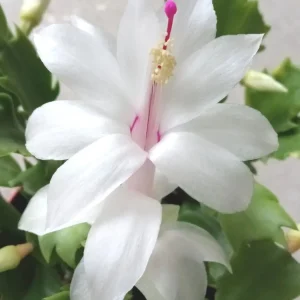 7 Thanksgiving Cactus Cuttings White Schlumbergera Zygocactus Leaf - Image 2