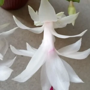 7 Thanksgiving Cactus Cuttings White Schlumbergera Zygocactus Leaf - Image 3
