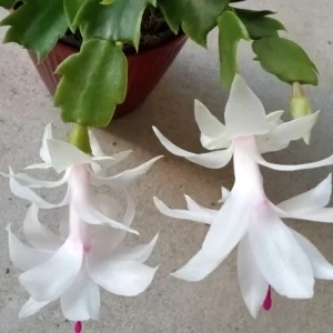 7 Thanksgiving Cactus Cuttings White Schlumbergera Zygocactus Leaf - Image 4