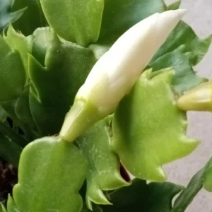 7 Thanksgiving Cactus Cuttings White Schlumbergera Zygocactus Leaf - Image 5