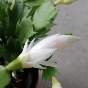 7 Thanksgiving Cactus Cuttings White Schlumbergera Zygocactus Leaf - Image 6