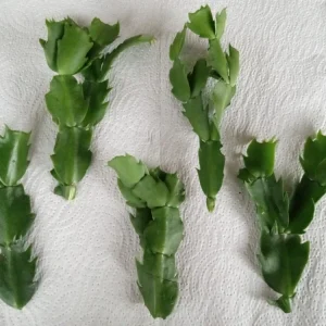 7 Thanksgiving Cactus Cuttings White Schlumbergera Zygocactus Leaf - Image 7