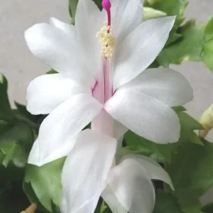 7 Thanksgiving Cactus Cuttings White Schlumbergera Zygocactus Leaf - Image 1