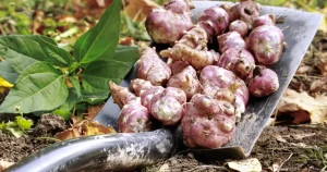 How to Grow Jerusalem Artichoke from tubers