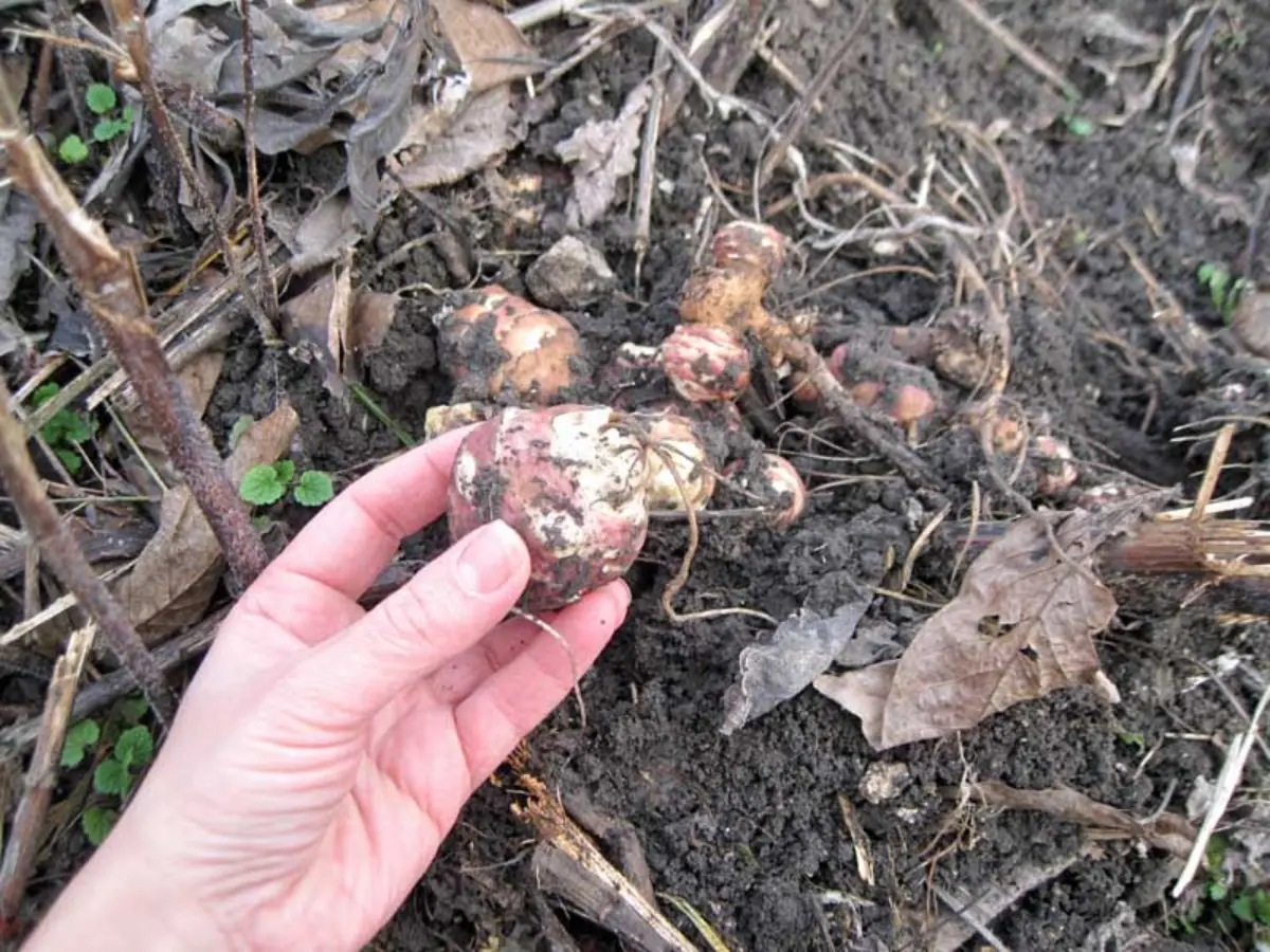 Jerusalem Artichoke tubers (1)