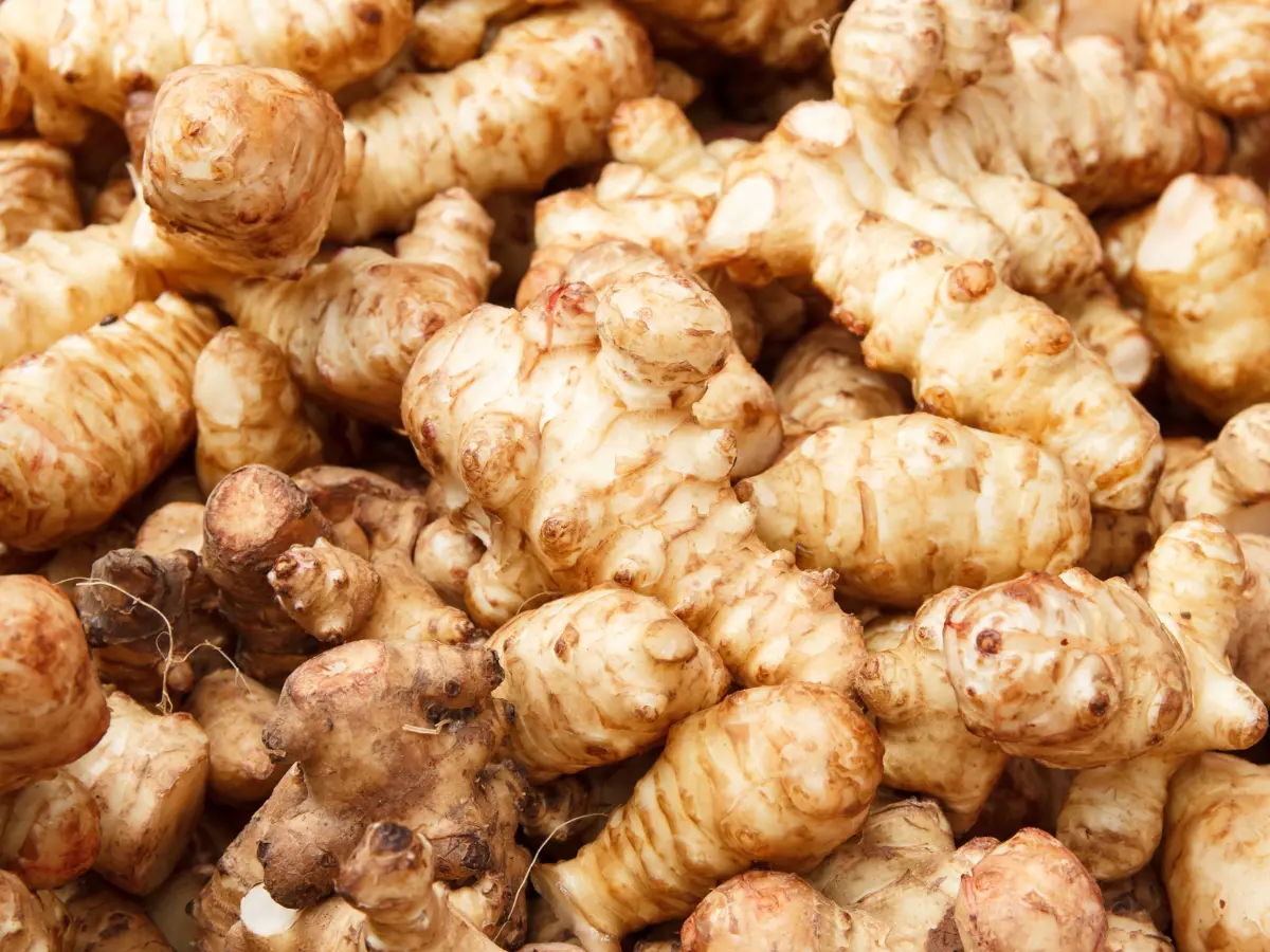 Jerusalem Artichoke tubers