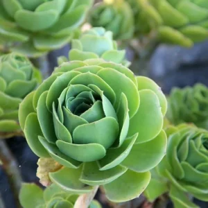 Aeonium Greenovia Live Plant – Mountain Rose Succulent – 2 inch Pot – Indoor/Outdoor - Image 2