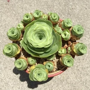 Aeonium Greenovia Live Plant – Mountain Rose Succulent – 2 inch Pot – Indoor/Outdoor - Image 3