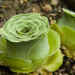 Aeonium Greenovia Live Plant – Mountain Rose Succulent – 2 inch Pot – Indoor/Outdoor - Image 4