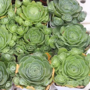 Aeonium Greenovia Live Plant – Mountain Rose Succulent – 2 inch Pot – Indoor/Outdoor - Image 5