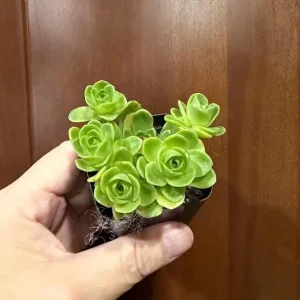 Aeonium Greenovia Live Plant – Mountain Rose Succulent – 2 inch Pot – Indoor/Outdoor - Image 6