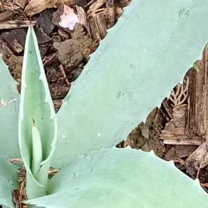 Agave Americana Blue Century Plant Pup - Live Succulent, Outdoor, 1 Pack - Image 2