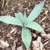 Agave Americana Blue Century Plant Pup - Live Succulent, Outdoor, 1 Pack - Image 1