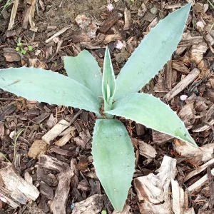 Agave Americana Blue Century Plant Pup - Live Succulent, Outdoor, 1 Pack - Image 1