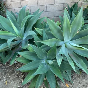 Agave Plant Cutting Live – 5-10 Inch Succulent for Easy Growth - Image 4