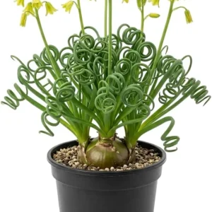 Albuca Spiralis Live Plant - Frizzle Sizzle Curly Succulent in 4 Inch Pot - Image 1
