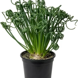 Albuca Spiralis Live Plant - Frizzle Sizzle Curly Succulent in 4-inch Pot - Image 1
