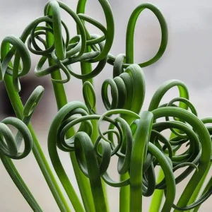 Albuca Spiralis Live Plant - Frizzle Sizzle Curly Succulent in 4 Inch Pot - Image 2