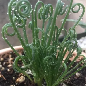 Albuca Spiralis Live Plant - Frizzle Sizzle Curly Succulent in 4 Inch Pot - Image 3