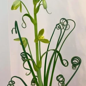 Albuca Spiralis Live Plant - Frizzle Sizzle Curly Succulent in 4-inch Pot - Image 3