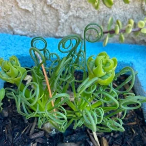 Albuca Spiralis Live Plant - Frizzle Sizzle Curly Succulent in 4 Inch Pot - Image 4