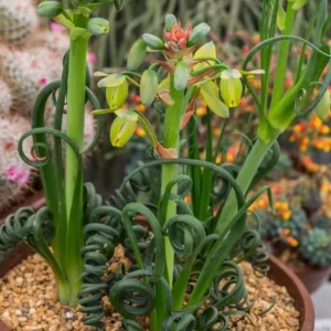 Albuca Spiralis Live Plant - Frizzle Sizzle Curly Succulent in 4 Inch Pot - Image 5
