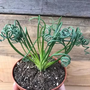 Albuca Spiralis Live Plant - Frizzle Sizzle Curly Succulent in 4-inch Pot - Image 7